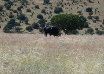 Livestock on the Magdalena Ranger District