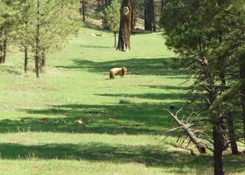 Bear in Mt. Taylor