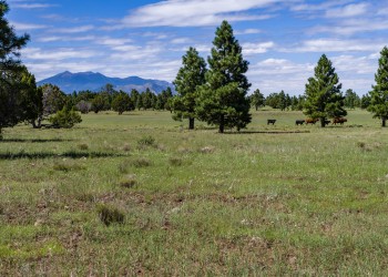 A group of cattle walk through a meadow with the San Francisco peaks on the hoizon