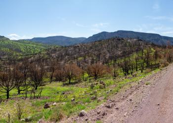 A panoramic view of new growth coming in to the Fossil Springs Wilderness area along Forest Road 708 after the Backbone Fire of 2021.