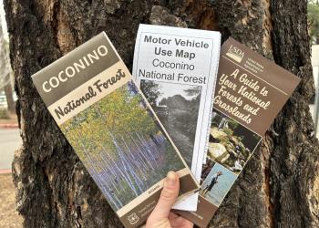 A disembodied hand holds three folded maps in front of a tree