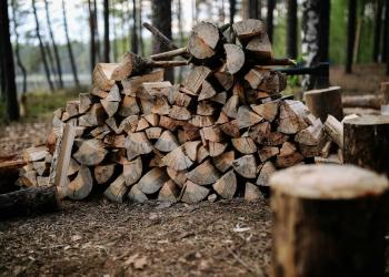 A pile of firewood rests on a forest floor.