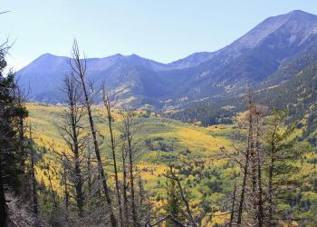 Spindly pine trees stand in the foreground while a green-and-yellow stand of trees stand in front of a mountain range