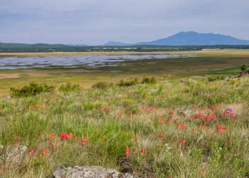 A field of grass and wildflowers rests in front of a shallow pond and a mountain range
