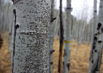 Small bugs collect on a white barked tree