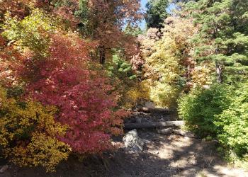 Red, yellow, and green trees on Mount Graham.