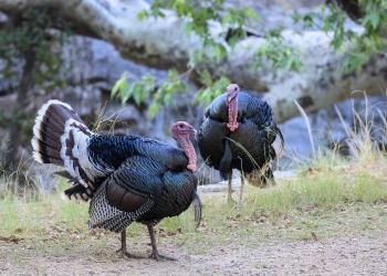 Turkeys in Madera Canyon.