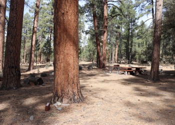 View of a campsite among large trees
