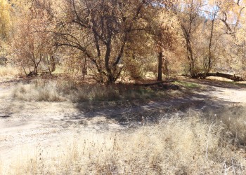 View of a loop road around a clump of trees, serves as trailhead parking for lower black canyon trail.