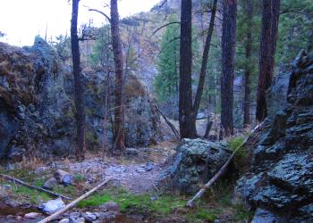 Photo of a dimly lit, wooded canyon