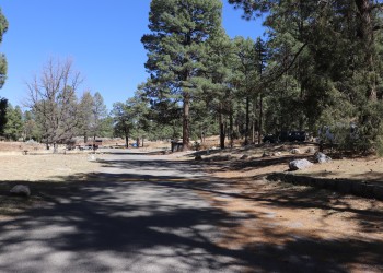 Photo of a gravel road with adjacent trees and campsites