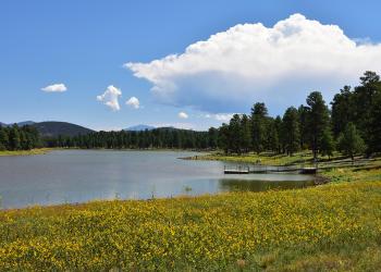lake surrounded by yellow flowers
