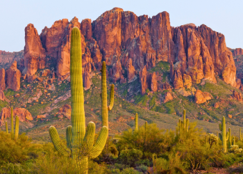 red rock mesa with saguaro cacti
