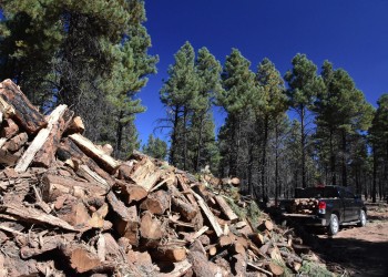 A pile of firewood in front of a black truck with firewood in the bed