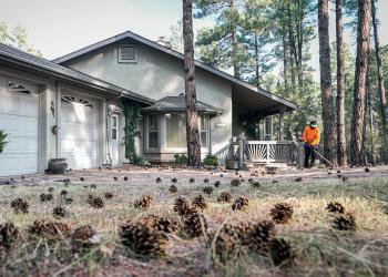 A homeowner removes dry pine needs and cones from yard
