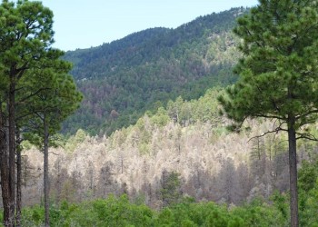 An area of defoliated conifers on a mountainside