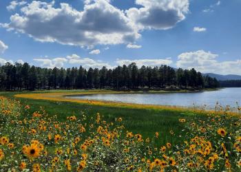 A field of yellow native sunflowers wraps around a lake with pine trees in the distance and clouds in the sky above.