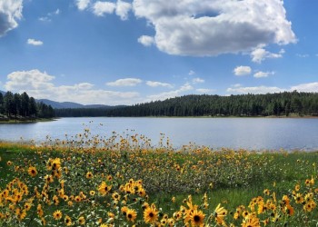 Yellow native sunflowers and green grasses brighten up the shore of  the blue waters of Dogtown Lake beneath a partly cloudy sky and with pine tree shrouded hills in the background.