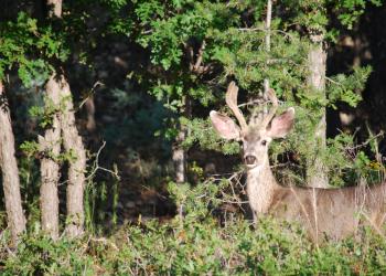 mule deer with antlers in the forest