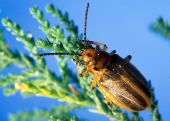 invasive beetle eating a plant