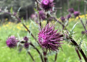 thistle