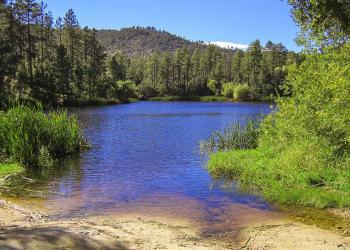 Small lake surrounded by large pine trees.