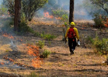 Firefighter using drip torch to light back fire.