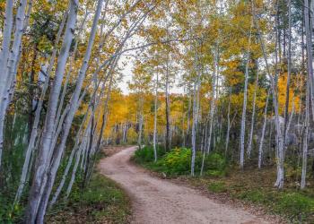 Dirt road winding through golden aspen grove during autumn.