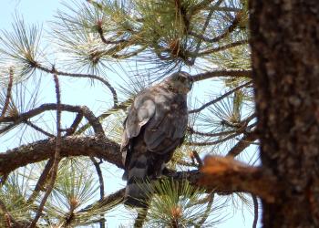 Goshawk sitting on a branch of a pine tree