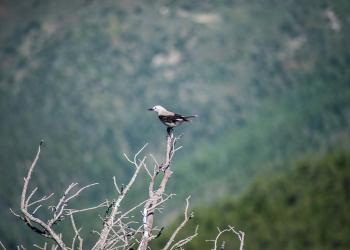 Bird resting on branch perch