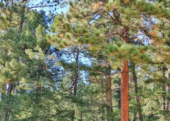 Camping in the Santa Fe National Forest