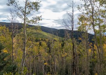 Autumnal View Overlooking the Santa Fe National Forest