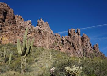 A view of the Superstition Mountains and a Saguaro Cactus from the Peralta Trailhead in the Mesa Ranger District