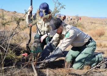 Two USDA Forest Service officials plant a saguaro.