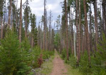 A dirt trail with pine trees
