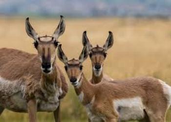 Wildlife