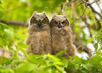 Two owls sitting next to each other