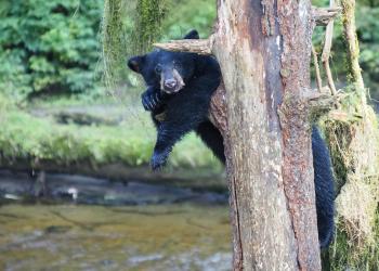 A Black bear leaning on a tree.