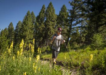 A person hiking on a trail through the forest and trees with yellow wildflowers
