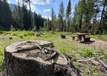 Picnic table at Amanita