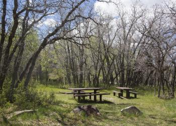 Picnic tables surrounded by trees.