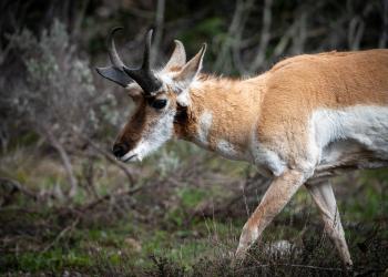 Pronghorn buck walks through the sage