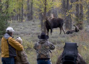 People photographing moose from a distance