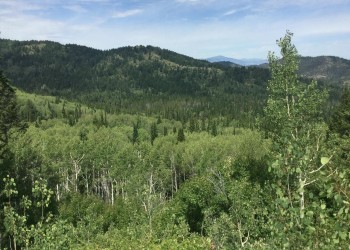Green forest landscape 