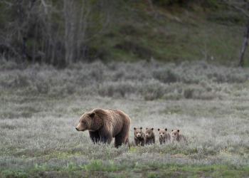 Grizzly bear with cubs