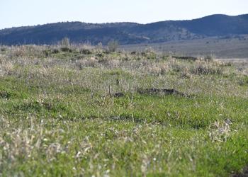 Prairie Dog Habitat on the Dixie National Forest.
