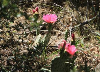 Pink flowers blooming from cacti on the Fishlake National Forest