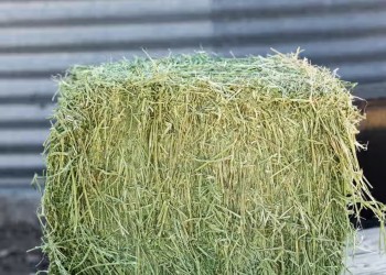 State certified weed free hay is required on all Forest Service lands when camping with horses