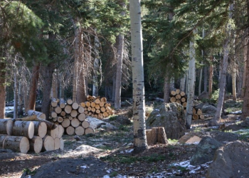 Firewood is cut and stacked along Kents Lake Road on the Beaver Ranger District.  