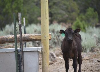 A calf stands next to a water trough on one of the grazing allotments on the Fishlake National Forest